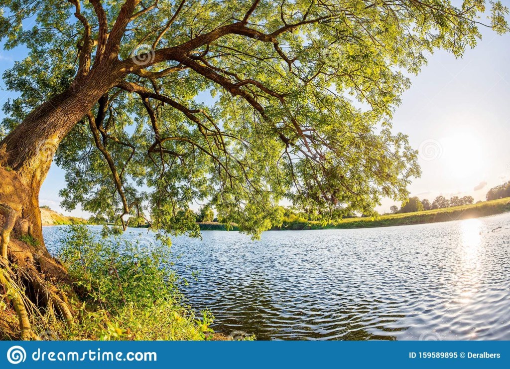 How Strong Are Your&nbsp;Roots?